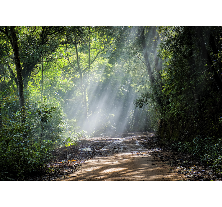 Wall mural nature luminous woodland path - TenStickers