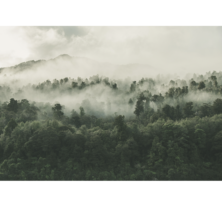 Forest wall mural forest with fog overhead - TenStickers