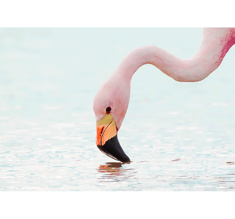 Animals wall mural flamingo water reflection - TenStickers