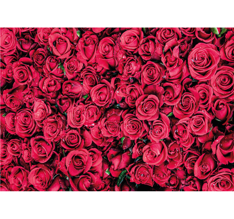 Wall mural roses vibrant rose blossoms - TenStickers