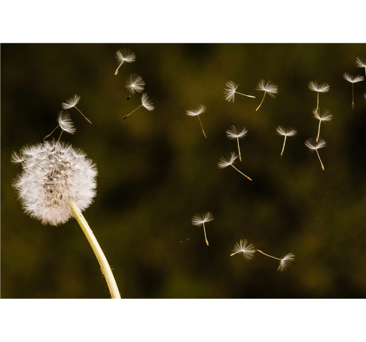Dandelion wall mural floating seed puffs - TenStickers