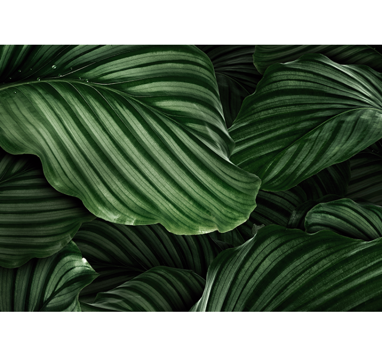 Wall mural nature lush green leaves - TenStickers