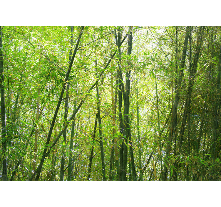 Bamboo wall mural vibrant bamboo grove - TenStickers