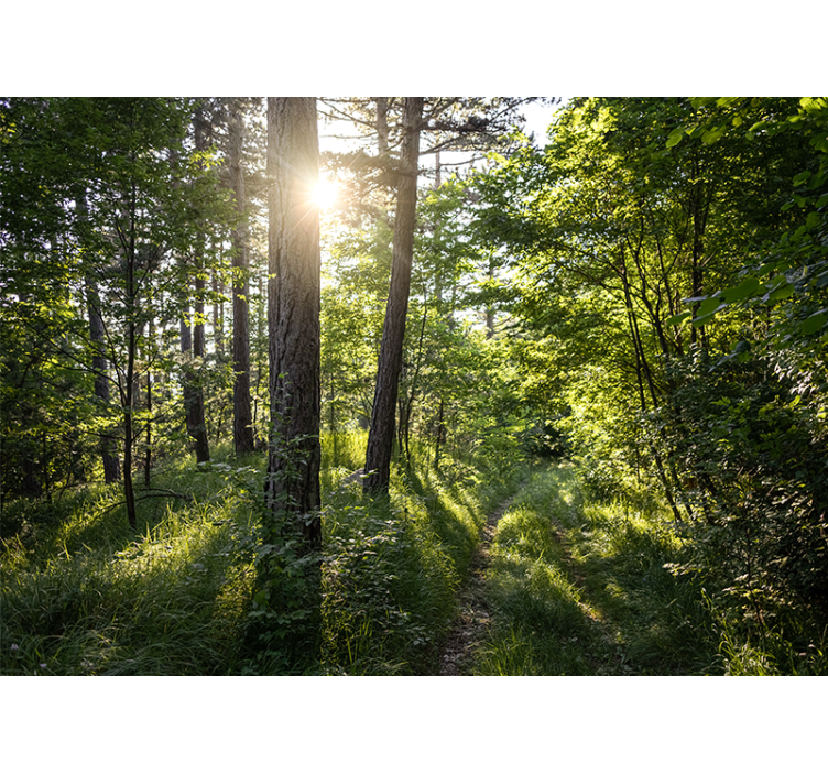 Wall mural nature luminous forest path - TenStickers