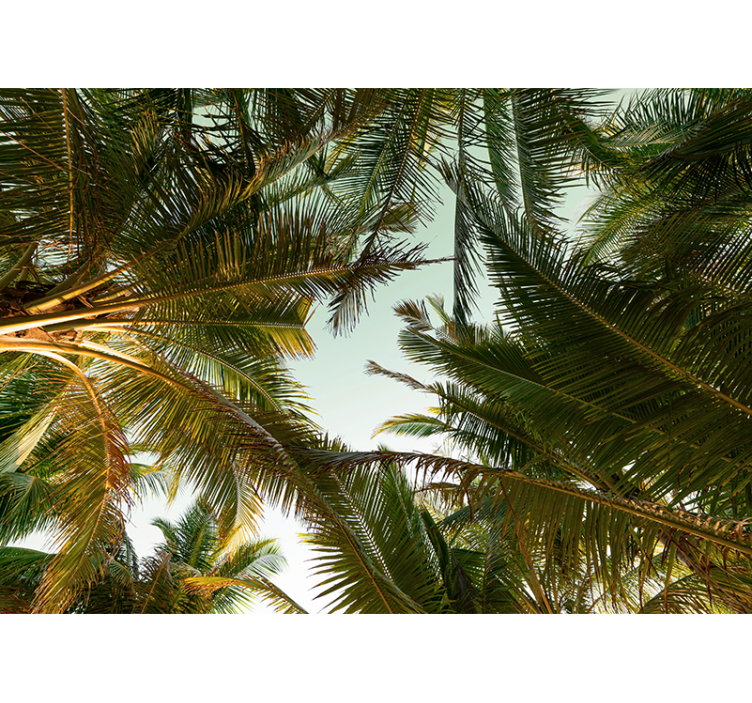 Wall mural nature tropical palm canopy - TenStickers