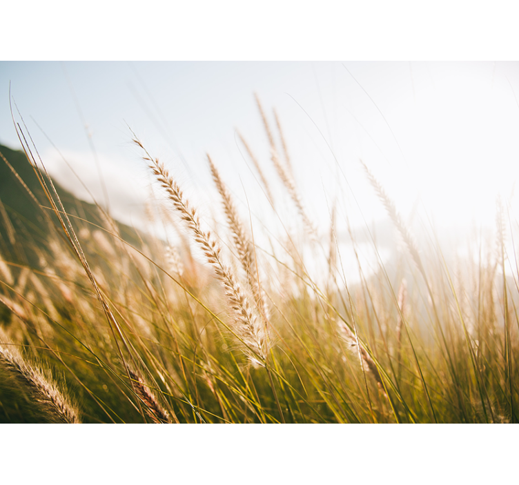 Wall mural nature soft grasses breeze - TenStickers
