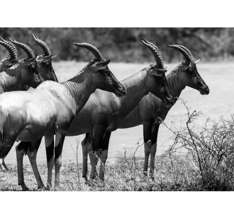 Animals wall mural african antelope herd - TenStickers