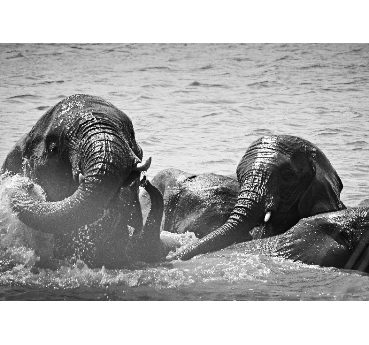 Animals wall mural elephants in water - TenStickers