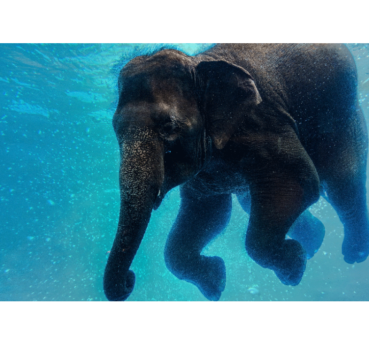 Under the sea wall mural underwater elephant - TenStickers