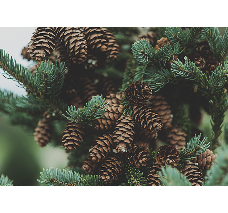 Wall mural trees pine cone cluster - TenStickers