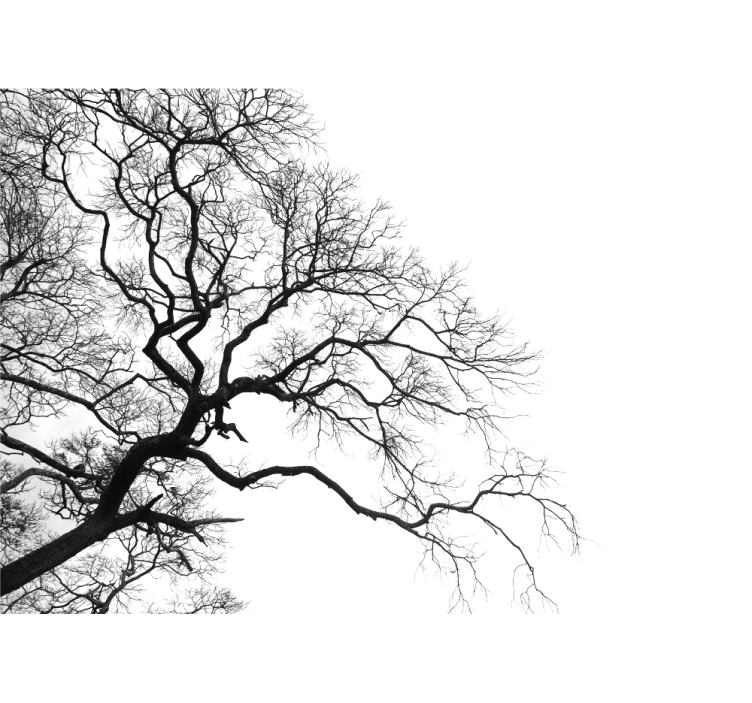 Wall mural trees leafless branches silhouette - TenStickers