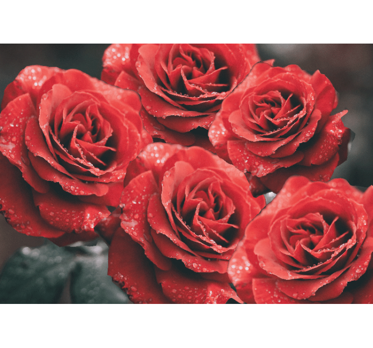 Crimson rose blossoms flower wall mural - TenStickers