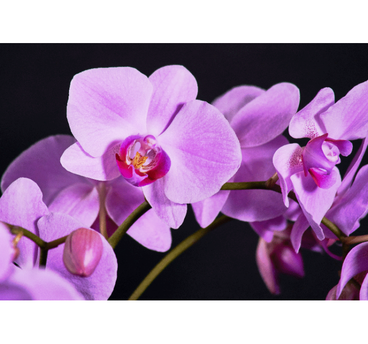 Orchid wall mural graceful orchid blossoms - TenStickers