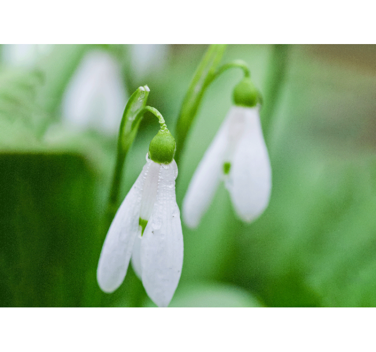 Close up of snowdrops wall mural - TenStickers