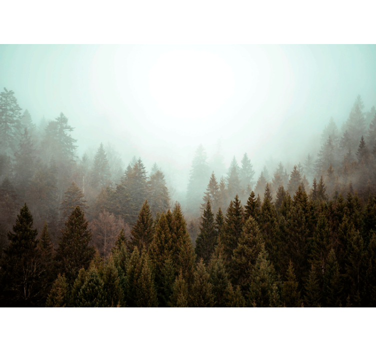 Forest wall mural misty evergreen forest - TenStickers