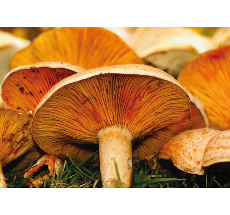 Orange pores wild mushroom nature wall mural - TenStickers