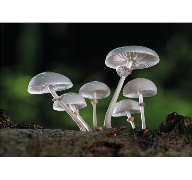 Wild oyster mushrooms nature wall mural - TenStickers
