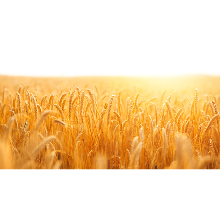 Wall mural nature golden grain meadow - TenStickers