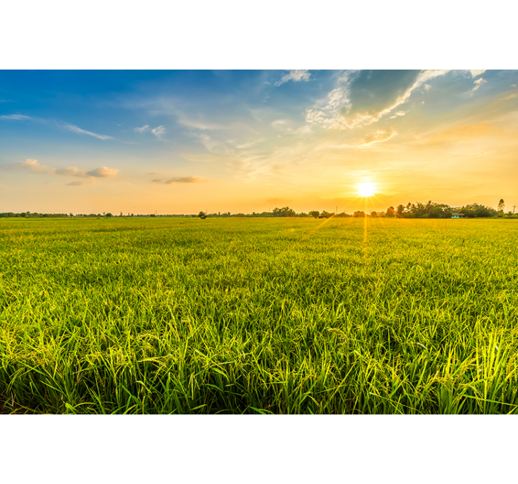 Grass field aesthetic nature wall mural - TenStickers