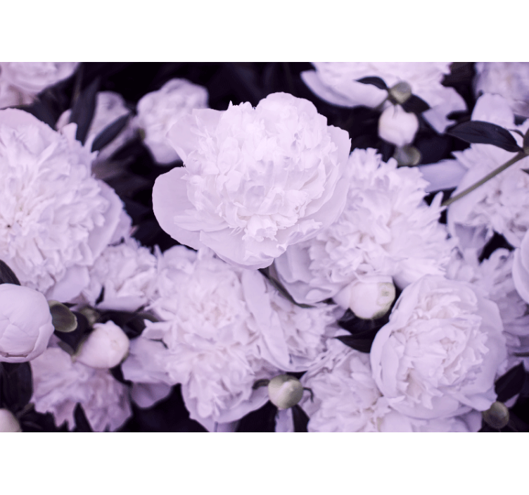 Flower wall mural lavender peony blooms - TenStickers