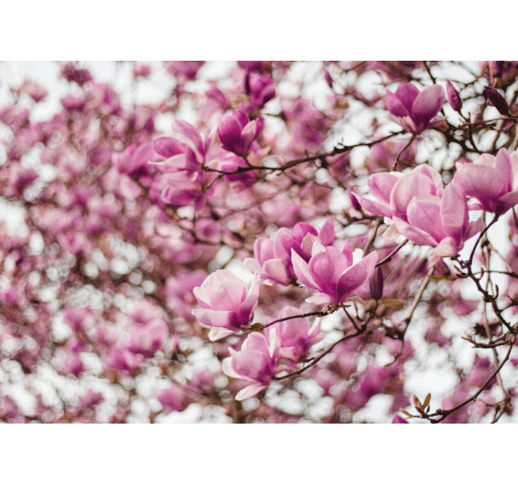 Magnolia wall mural magnolia blossom showcase - TenStickers