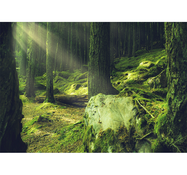Wall mural nature sunlight filtering through trees - TenStickers