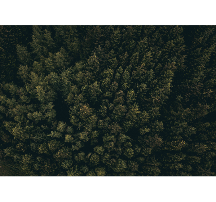 Wall mural nature lush greenery canopy - TenStickers