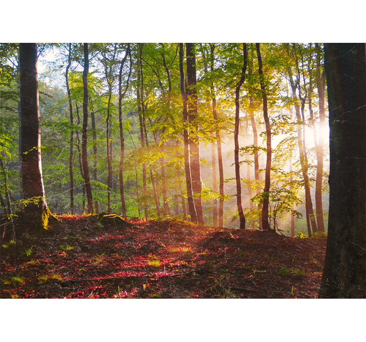 Forest wall mural sunlit woodland scene - TenStickers