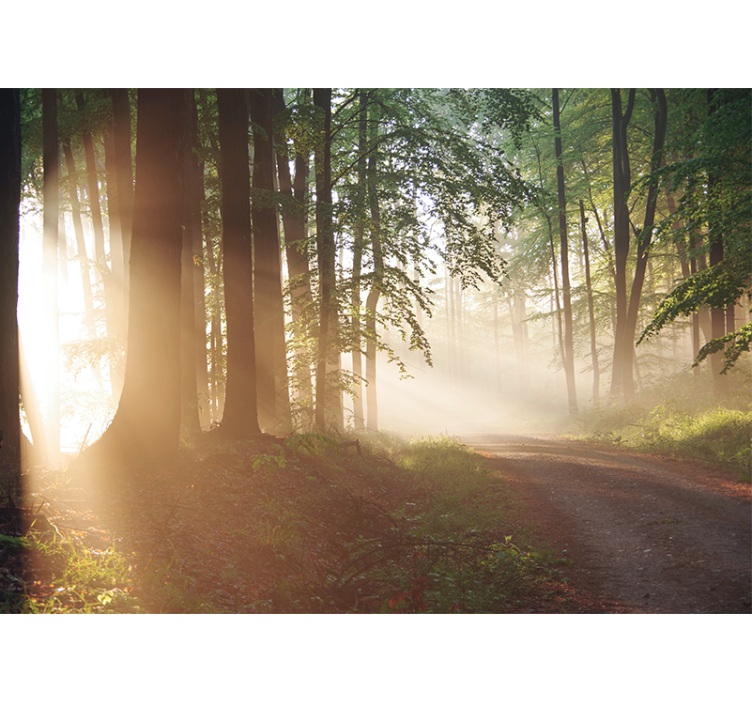 Wall mural nature serene forest rays - TenStickers