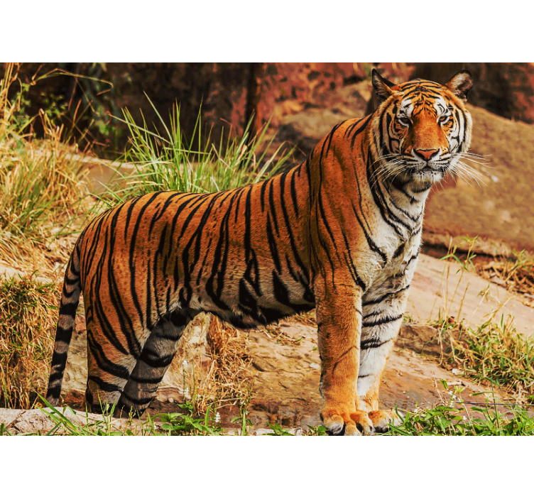 Animals wall mural of majestic tiger presence - TenStickers
