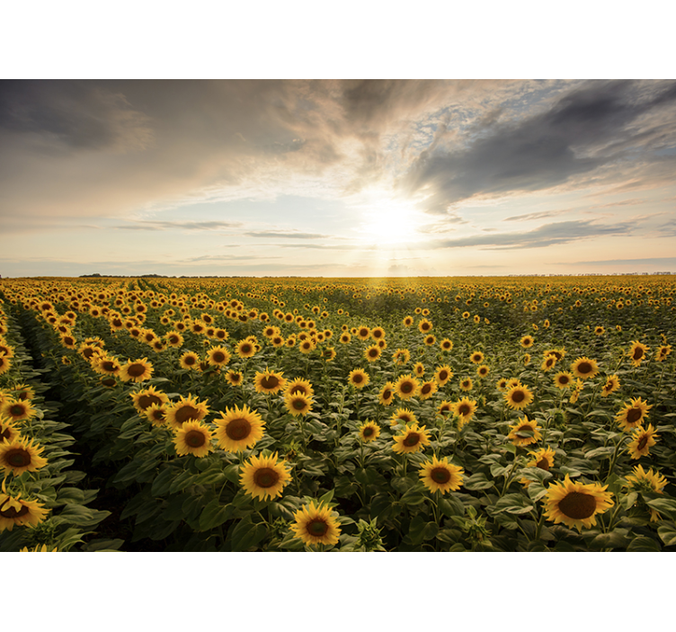 Flower wall mural twilight in a sunflower meadow - TenStickers