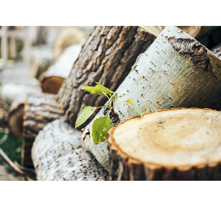 Forest wall mural wood logs display - TenStickers