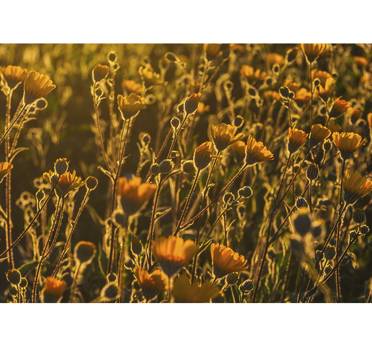 Warm poppy flower nature wall mural - TenStickers