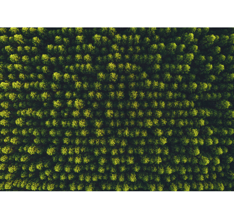 Luchtfoto Woud fotobehang - TenStickers