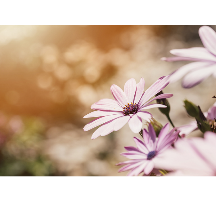 Beautiful Daisies Pink Wall Mural - TenStickers