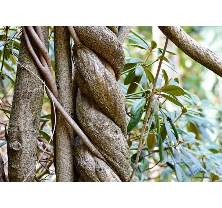 Twisted Vines and Greenery wall mural nature - TenStickers