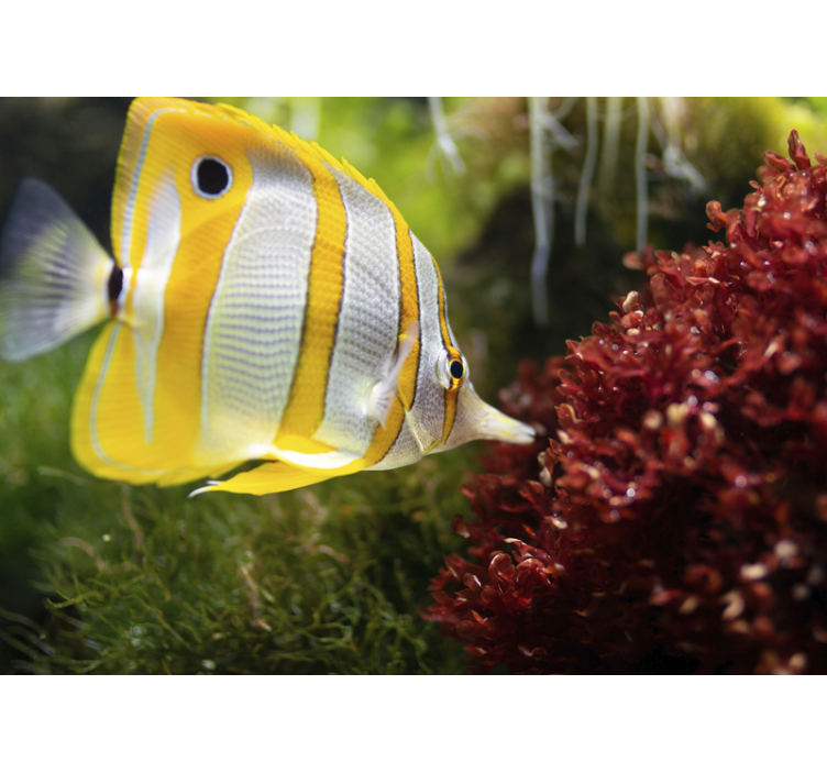 Vibrant Butterfly Fish animals wall mural - TenStickers