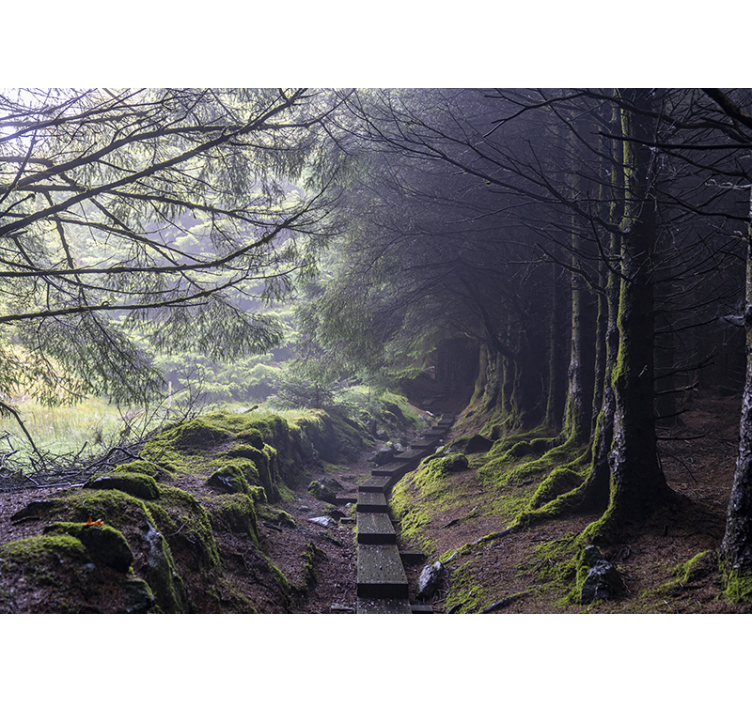 Dark forest Ireland Forest Wall Mural - TenStickers