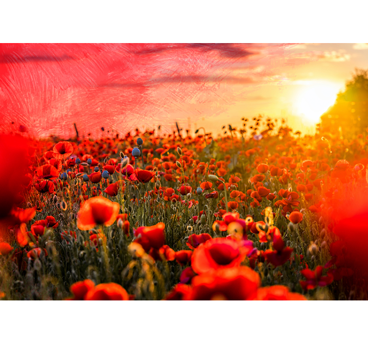 Poppy field in beautiful sunset wall mura - TenStickers