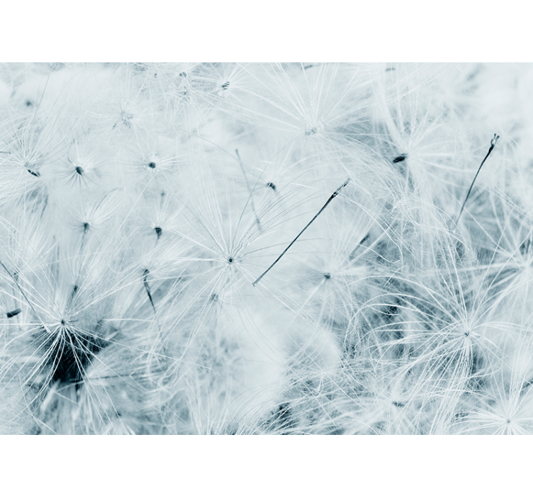 Dandelion wall mural delicate dandelion seeds - TenStickers