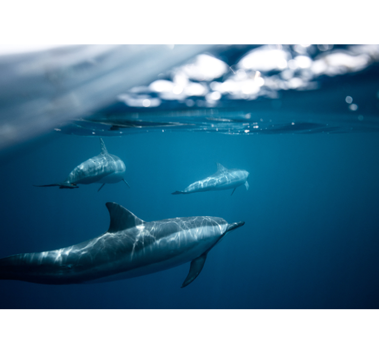 Swimming Dolphins Scene animals wall mural - TenStickers