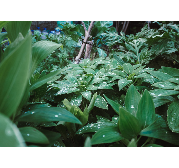 Lush Greenery Texture wall mural nature - TenStickers