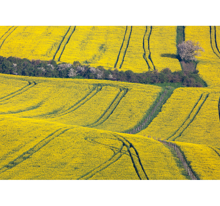 Vibrant Yellow Fields wall mural nature - TenStickers