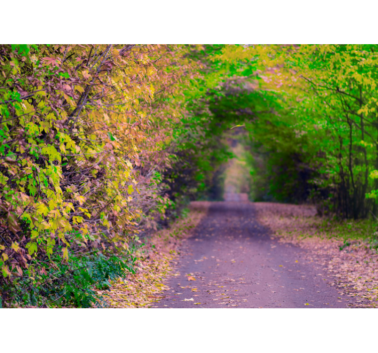 Wall mural nature lively green pathway - TenStickers