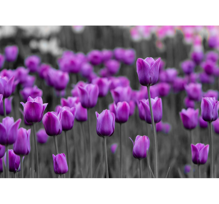 Purple Tulip Blooms dandelion wall mural - TenStickers