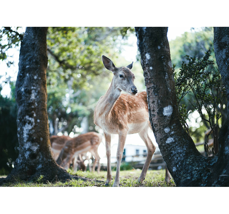 Animals wall mural graceful deer encounter - TenStickers