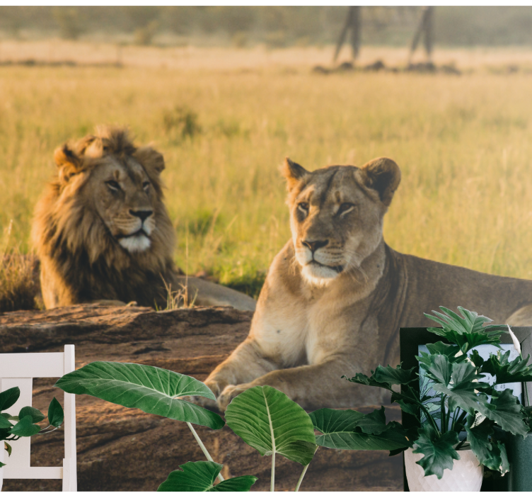 Lion wall mural majestic lion pair - TenStickers