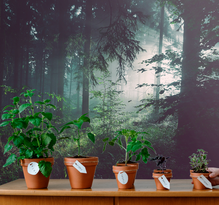 Wall mural nature verdant woodland scene - TenStickers