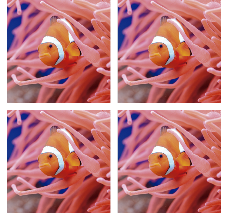 Beautiful clownfish in the sea fish coaster - TenStickers