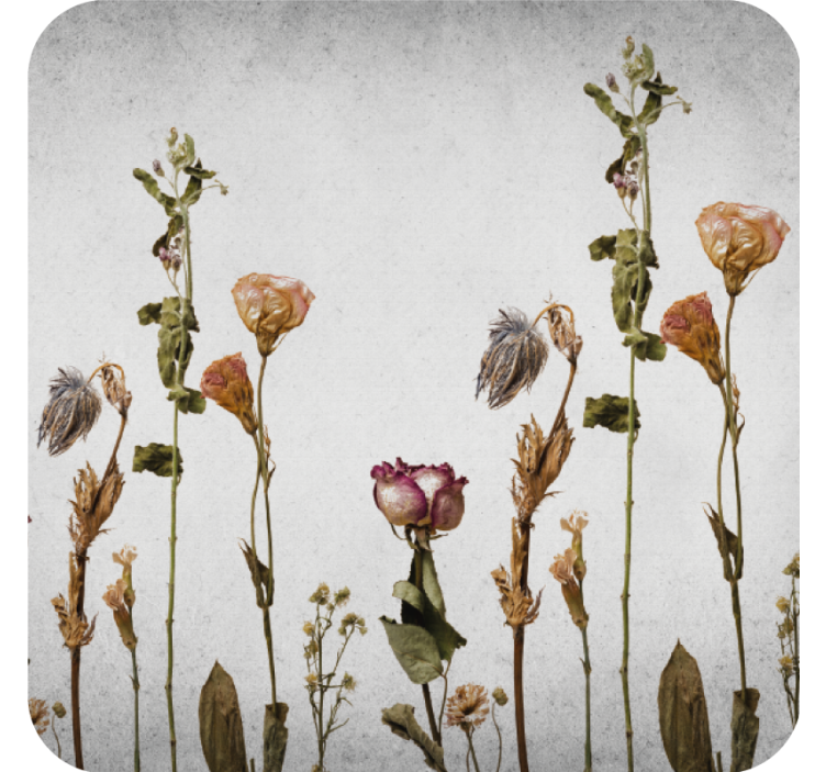 Coasters with dried floral arrangement design - TenStickers